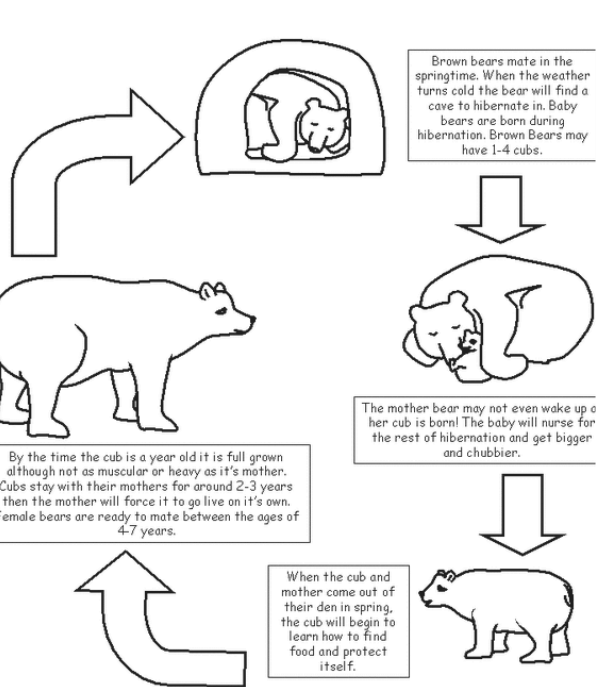 Grizzly Bear Life Cycle